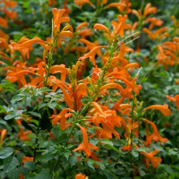 Tecomaria - capensis - Orange  - DWOR001